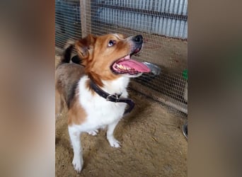 Mirko wünscht sich ein aktives Zuhause