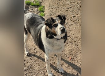 Leo – 10-jähriger Herzenshund sucht ein liebevolles Zuhause für seinen Lebensabend