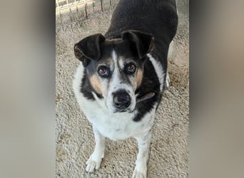 Leo – 10-jähriger Herzenshund sucht ein liebevolles Zuhause für seinen Lebensabend