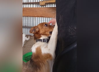 Mirko wünscht sich ein aktives Zuhause