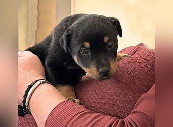 Kian - ein Sonnenschein aus Italien sucht sein Zuhause