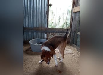 Mirko wünscht sich ein aktives Zuhause