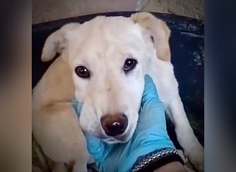 Aurora – vom Straßenrand gerettet. Jetzt ist das sanfte Welpenmädchen bereit für ihr Glück