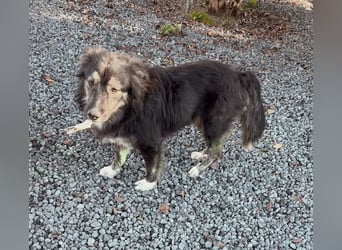 Elly – eine liebevolle Hündin mit Handicap sucht einfühlsame Herzensmenschen
