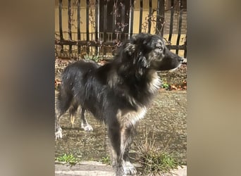 Elly – eine liebevolle Hündin mit Handicap sucht einfühlsame Herzensmenschen