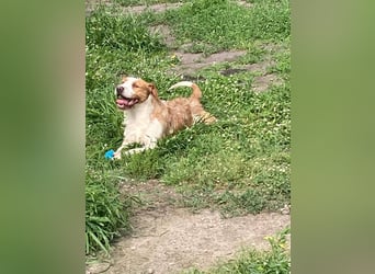 Terrier-Mix Max, ein junger, aktiver Bursche, auf der Suche nach seinen Lieblingsmenschen