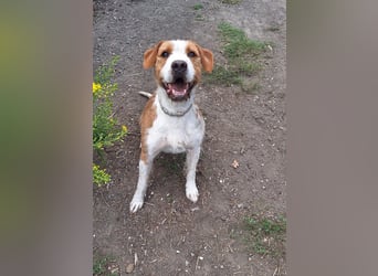 Terrier-Mix Max, ein junger, aktiver Bursche, auf der Suche nach seinen Lieblingsmenschen