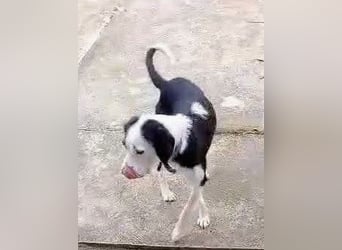 Vermittlungshilfe für Bruno