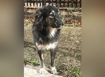Elly – eine liebevolle Hündin mit Handicap sucht einfühlsame Herzensmenschen
