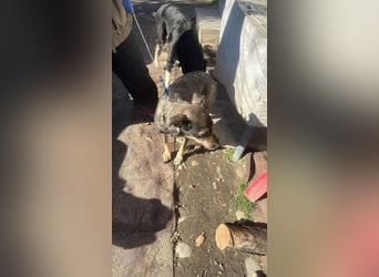 Gigi sucht ihre Herzensmenschen