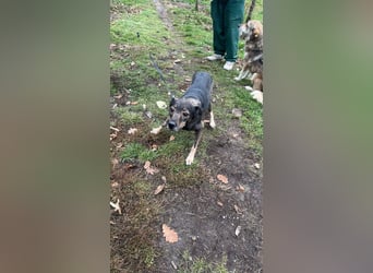 Gigi sucht ihre Herzensmenschen