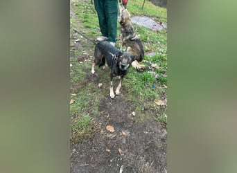 Gigi sucht ihre Herzensmenschen