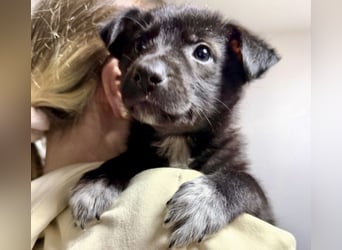 Welpenmädchen NURIA - Wer hat ein Körbchen frei?