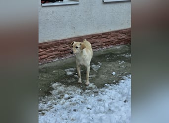 Neugieriger Rüde Snowy
