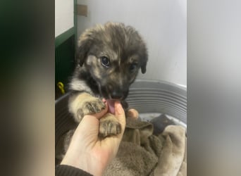 Kayla - verschmustes, liebes Welpenmädchen