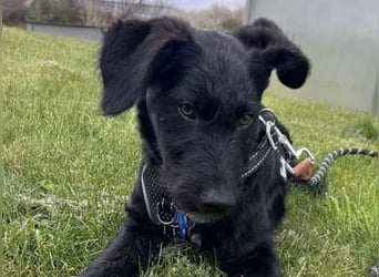 In Luxemburg: Welpe Mads verliert sein Zuhause