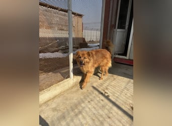 Hündin Lucky sucht Zuhause mit Freundin Groh