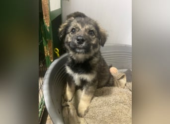 Kayla - verschmustes, liebes Welpenmädchen