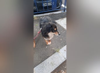 Feinfühliger Begleiter Marty mit großem Herzen