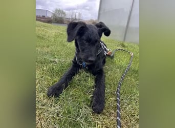 In Luxemburg: Welpe Mads verliert sein Zuhause