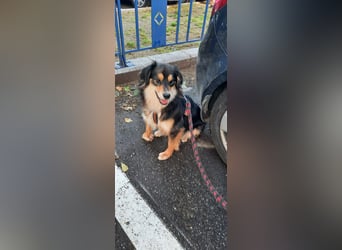 Feinfühliger Begleiter Marty mit großem Herzen