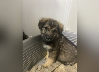 Kayla - verschmustes, liebes Welpenmädchen