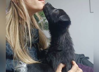 Welpenmädchen NURIA - Wer hat ein Körbchen frei?