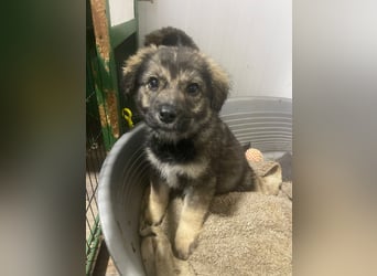 Kayla - verschmustes, liebes Welpenmädchen