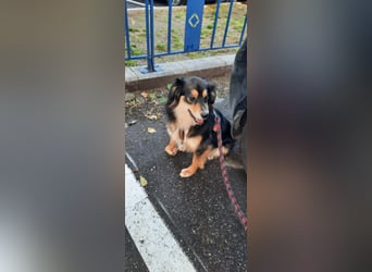 Feinfühliger Begleiter Marty mit großem Herzen