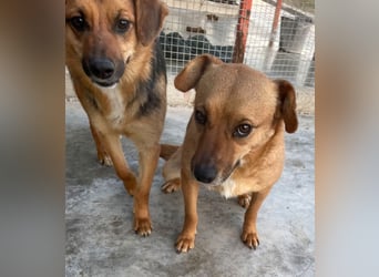 Elly - schüchternes Mädchen