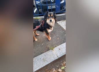 Feinfühliger Begleiter Marty mit großem Herzen