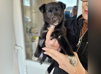 Welpenmädchen NURIA - Wer hat ein Körbchen frei?