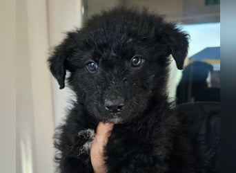 In Luxemburg: Welpe Mads verliert sein Zuhause