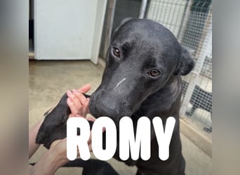 Fürsorgliche Hundemama Romy