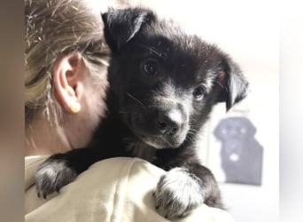 Welpenmädchen NURIA - Wer hat ein Körbchen frei?