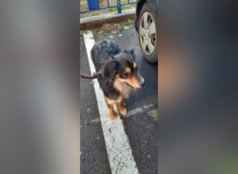 Feinfühliger Begleiter Marty mit großem Herzen