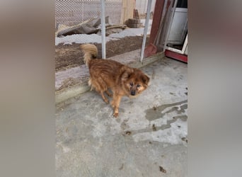 Hündin Lucky sucht Zuhause mit Freundin Groh