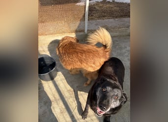 Hündin Lucky sucht Zuhause mit Freundin Groh