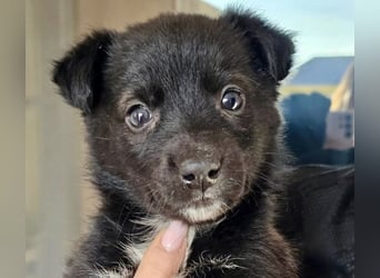 Welpenmädchen NURIA - Wer hat ein Körbchen frei?