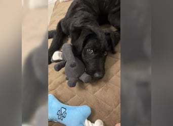 In Luxemburg: Welpe Mads verliert sein Zuhause