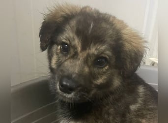 Kayla - verschmustes, liebes Welpenmädchen