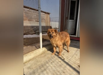 Hündin Lucky sucht Zuhause mit Freundin Groh