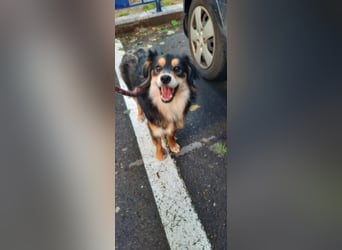 Feinfühliger Begleiter Marty mit großem Herzen