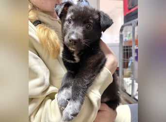 Welpenmädchen NURIA - Wer hat ein Körbchen frei?