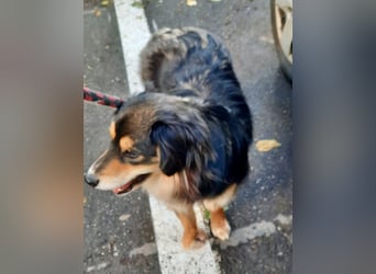 Feinfühliger Begleiter Marty mit großem Herzen