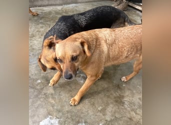 Elly - schüchternes Mädchen