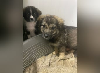 Kayla - verschmustes, liebes Welpenmädchen