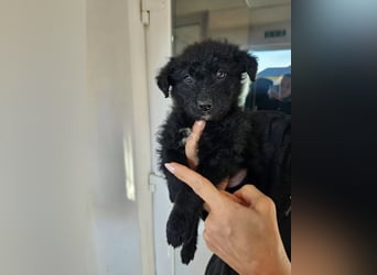 In Luxemburg: Welpe Mads verliert sein Zuhause