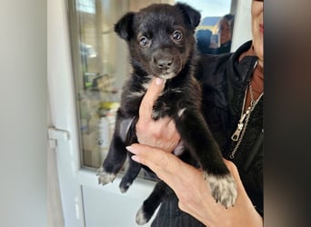 Welpenmädchen NURIA - Wer hat ein Körbchen frei?