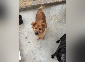 Hündin Lucky sucht Zuhause mit Freundin Groh